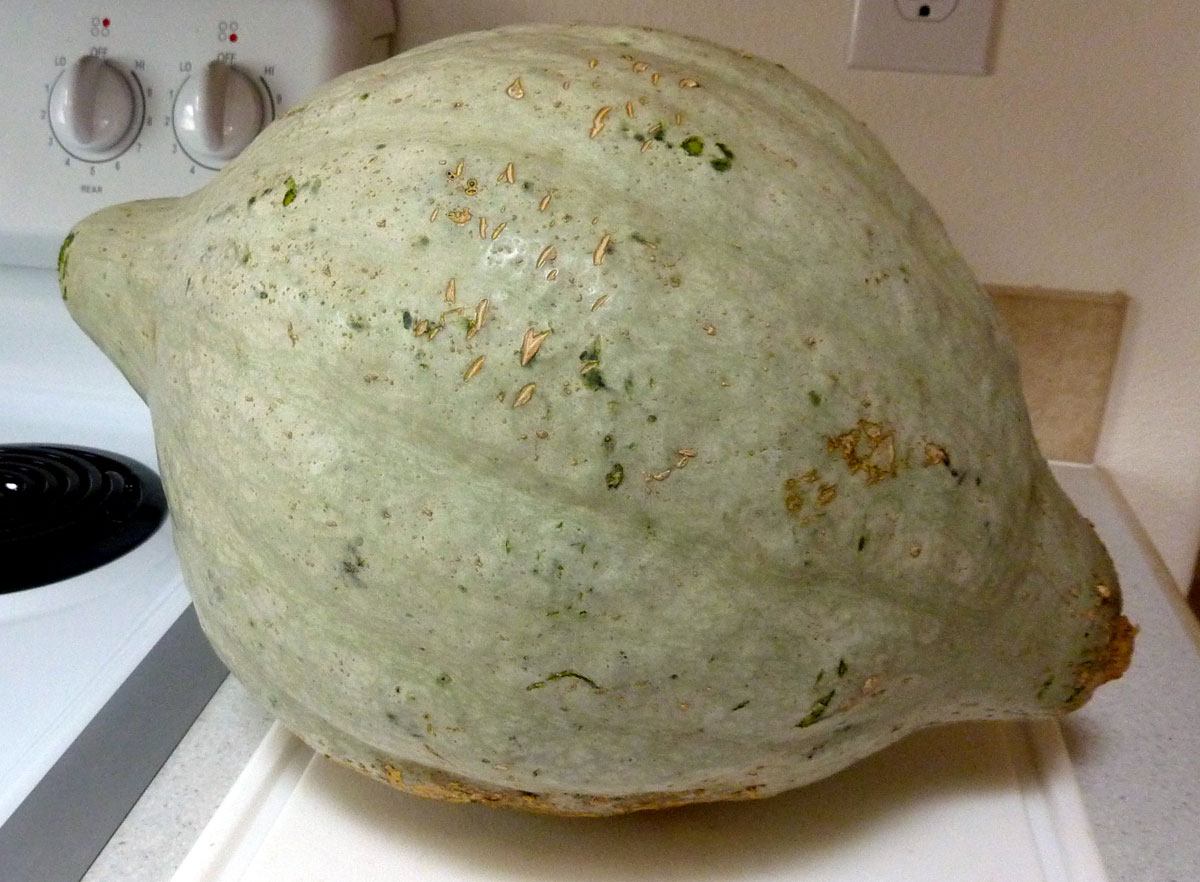 Baby blue hubbard squash