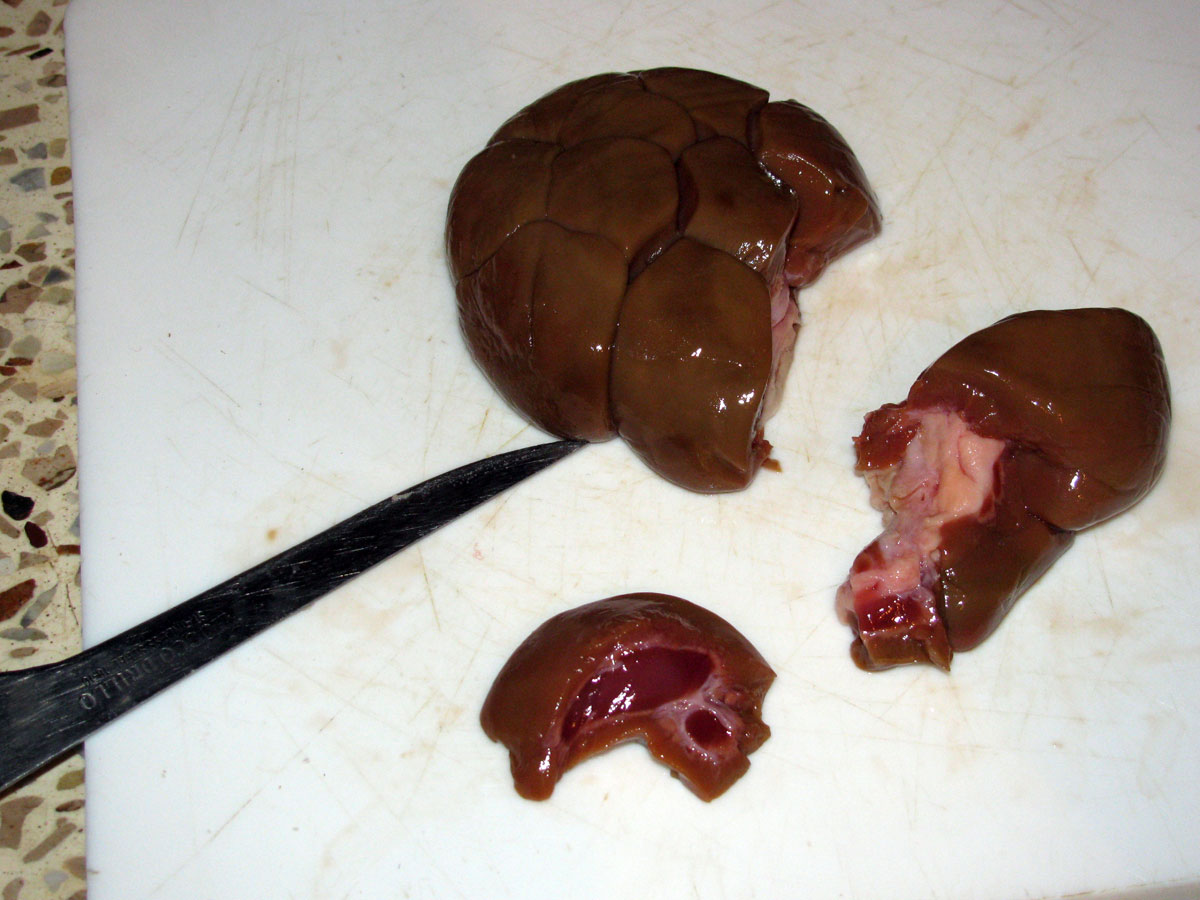 Beef kidney, cut, showing interior white fat to be discarded
