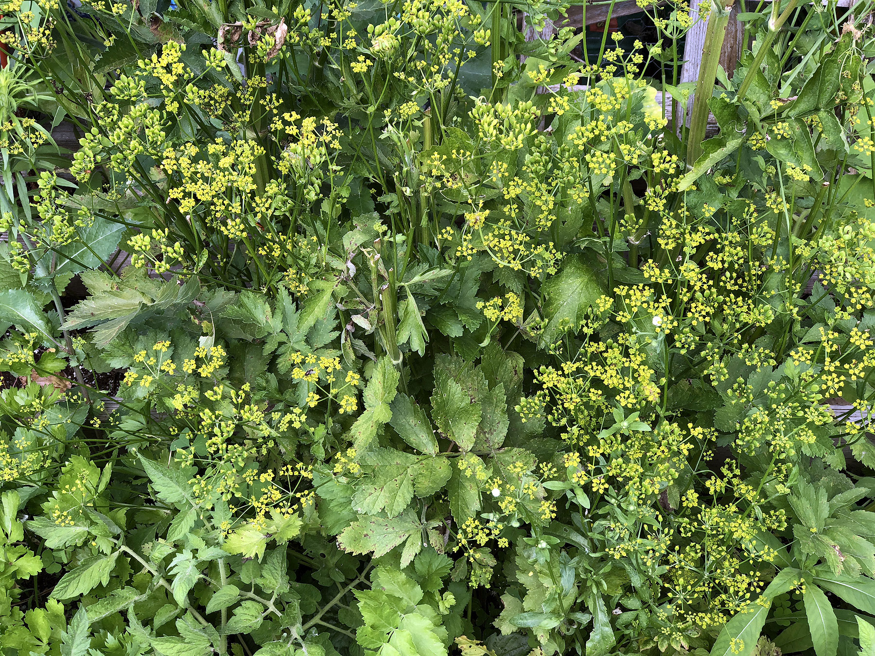 Celery in blossom