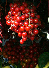 Cherry Tomatoes. Positano, Italy. 2005