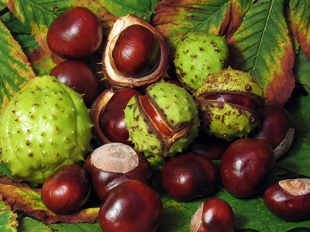 Horse chestnuts (Aesculus hippocastanum)