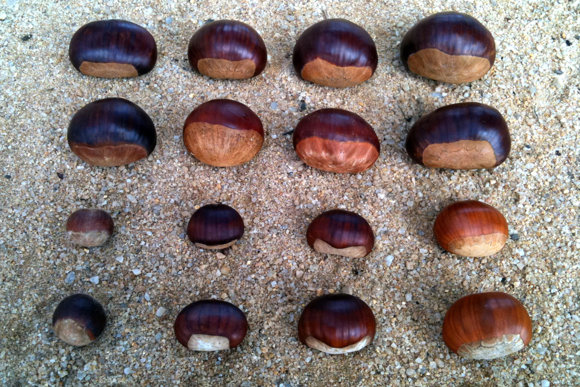 Various chestnuts size comparison