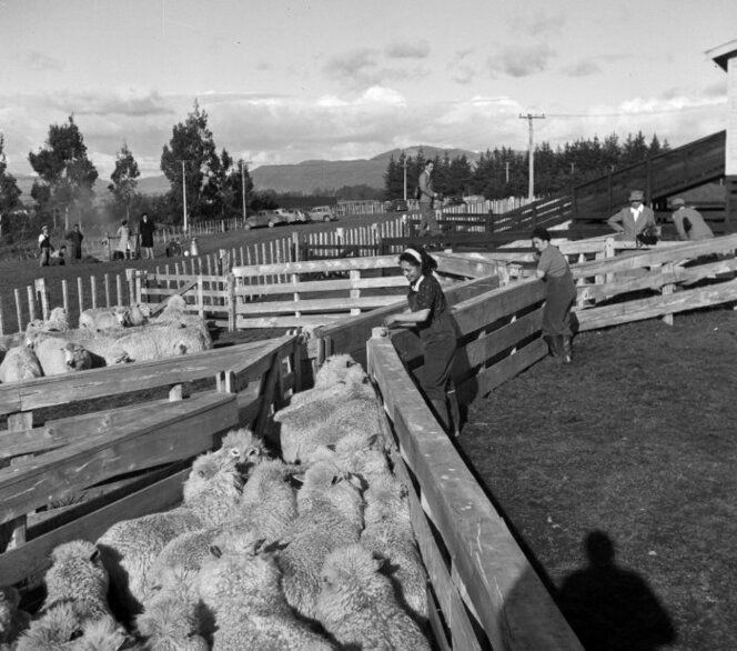 Mrs Eleanor Roosevelt watching members of the New Zealand Women's Land Service draft sheep.