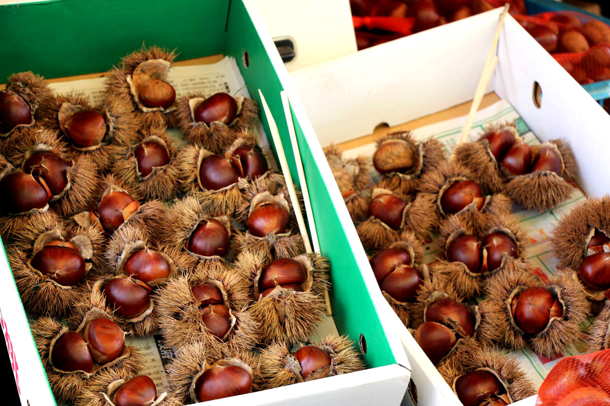 Japanese chestnuts