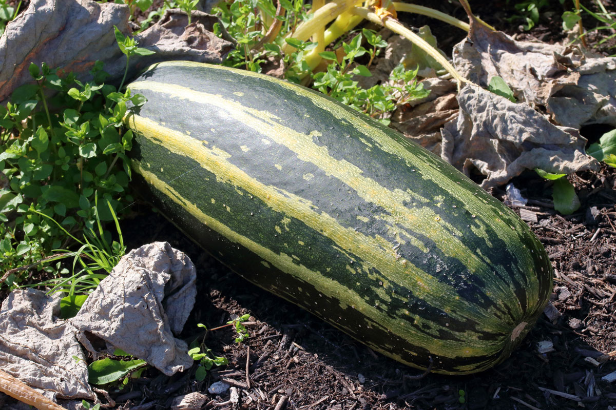 Striped marrow