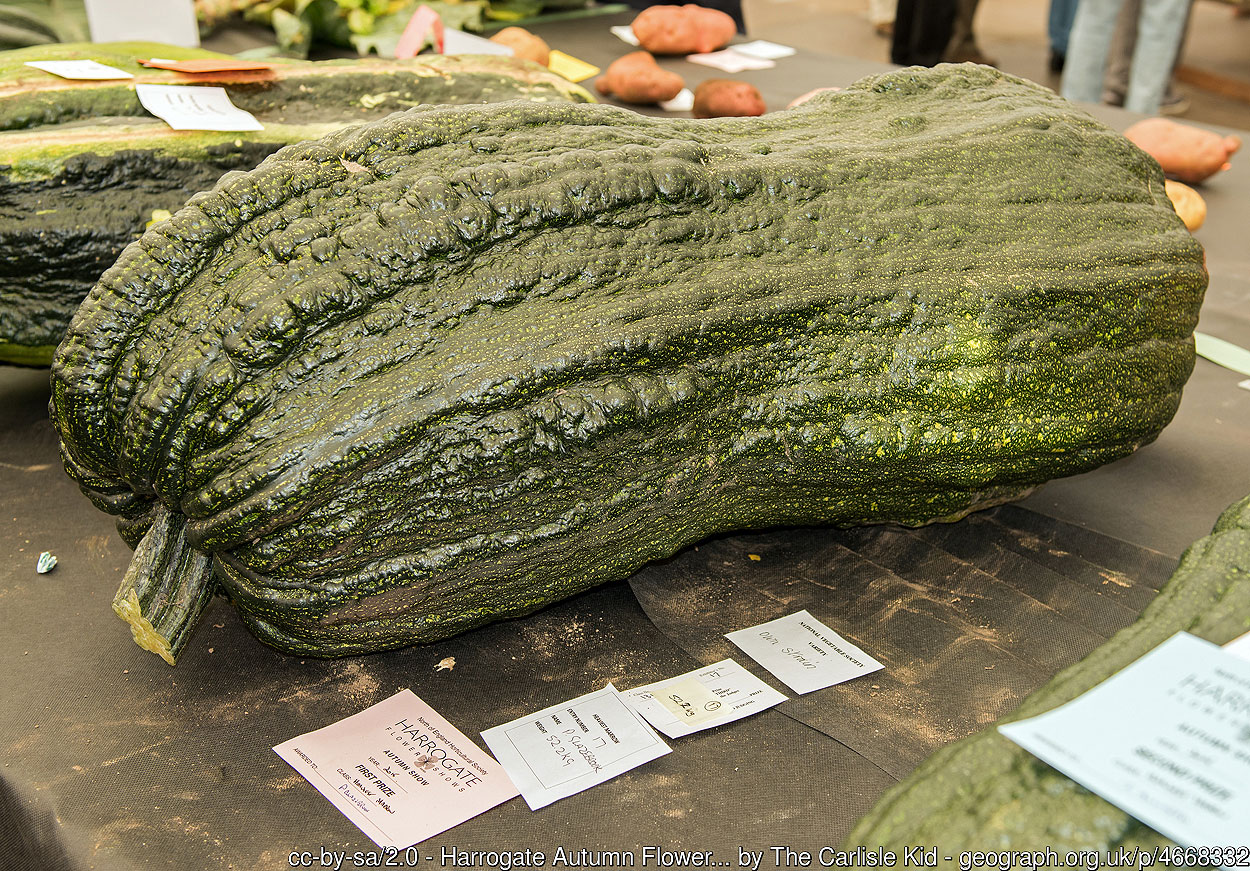 Prize winning marrow