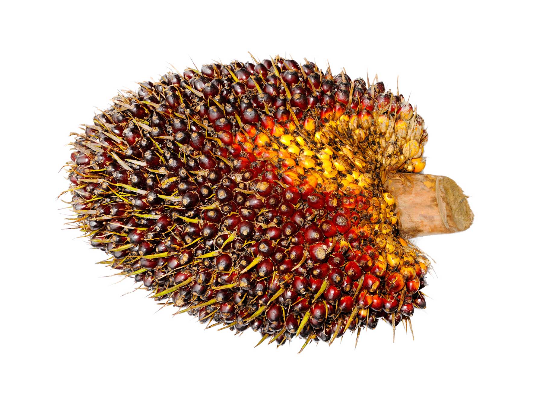 Close-up of an oil palm fruit cluster