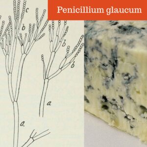 Penicillium glaucum sketch and photo of in cheese