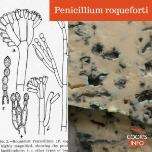 Penicillium roqueforti sketch and photo of in cheese