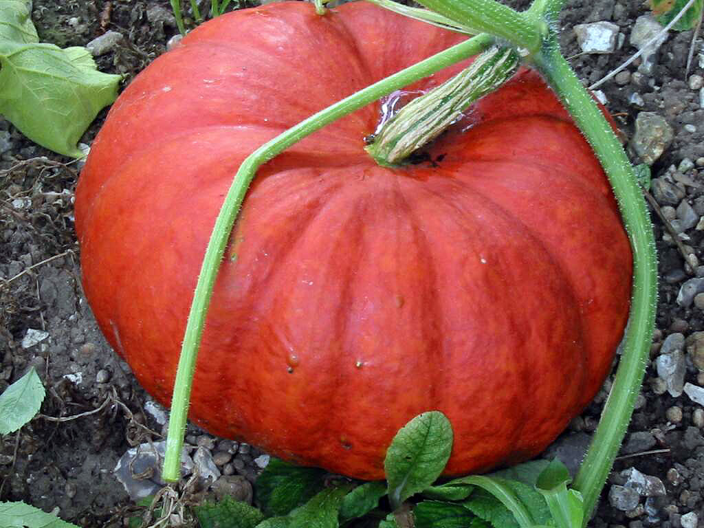 Cinderella Pumpkin on vine