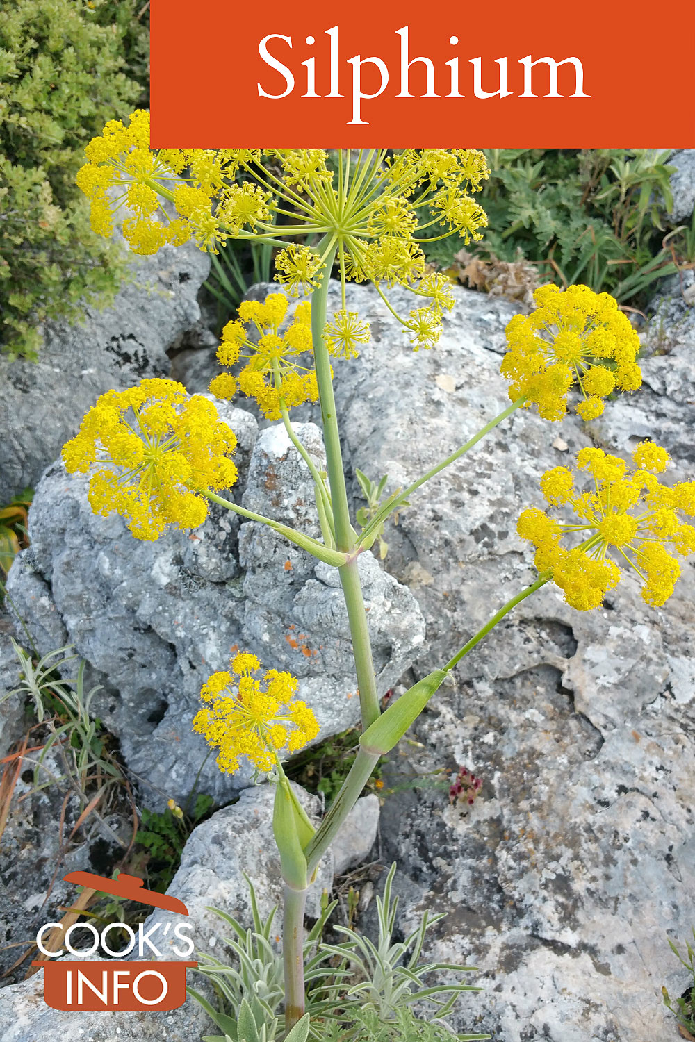 Ferula tingitana, a suggested candidate for silphium