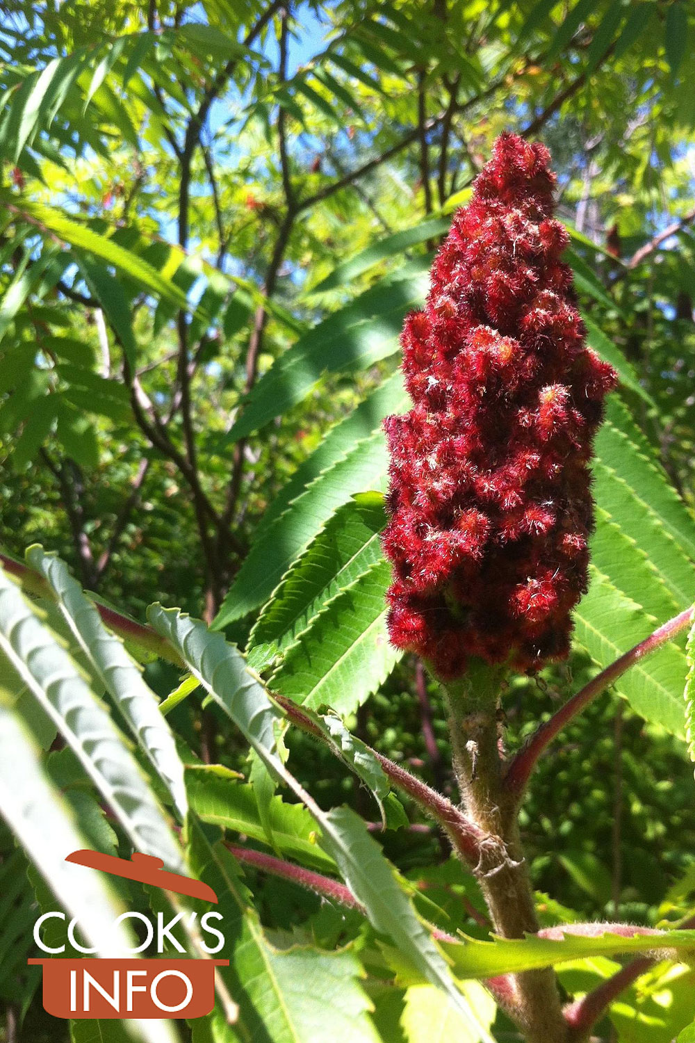 Staghorn sumac on bush.