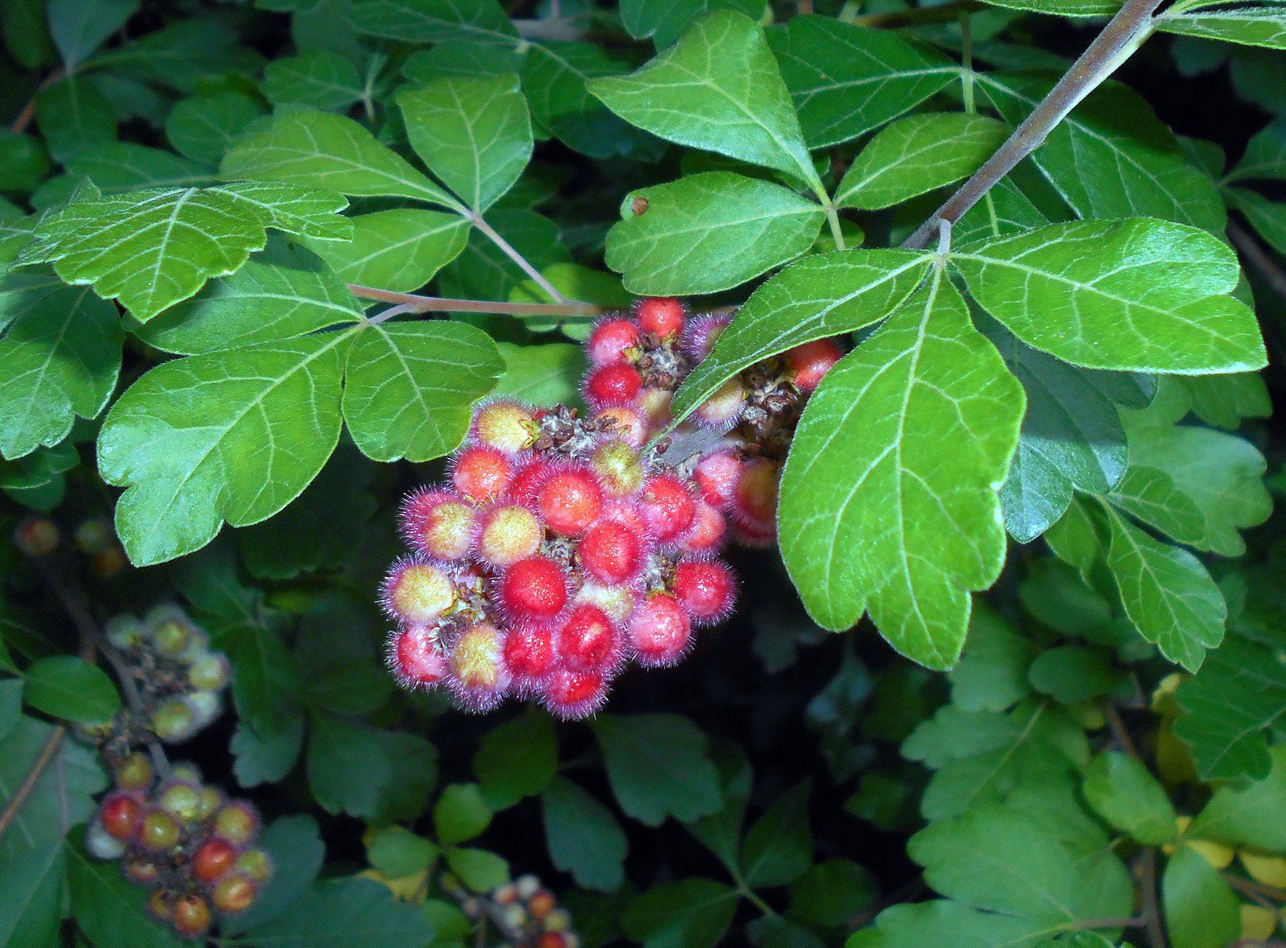 Aromatic sumac berries