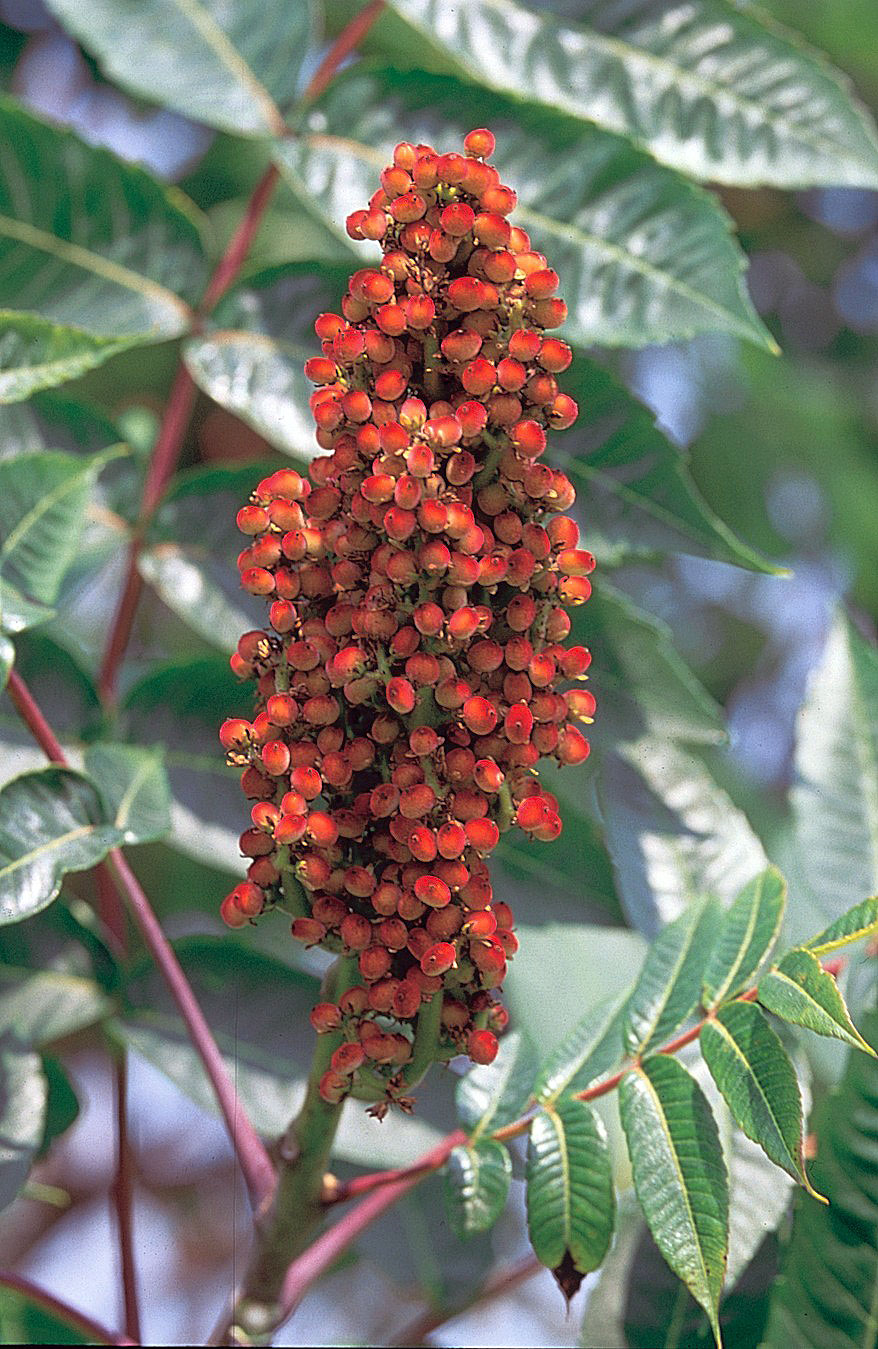 Smooth sumac berries