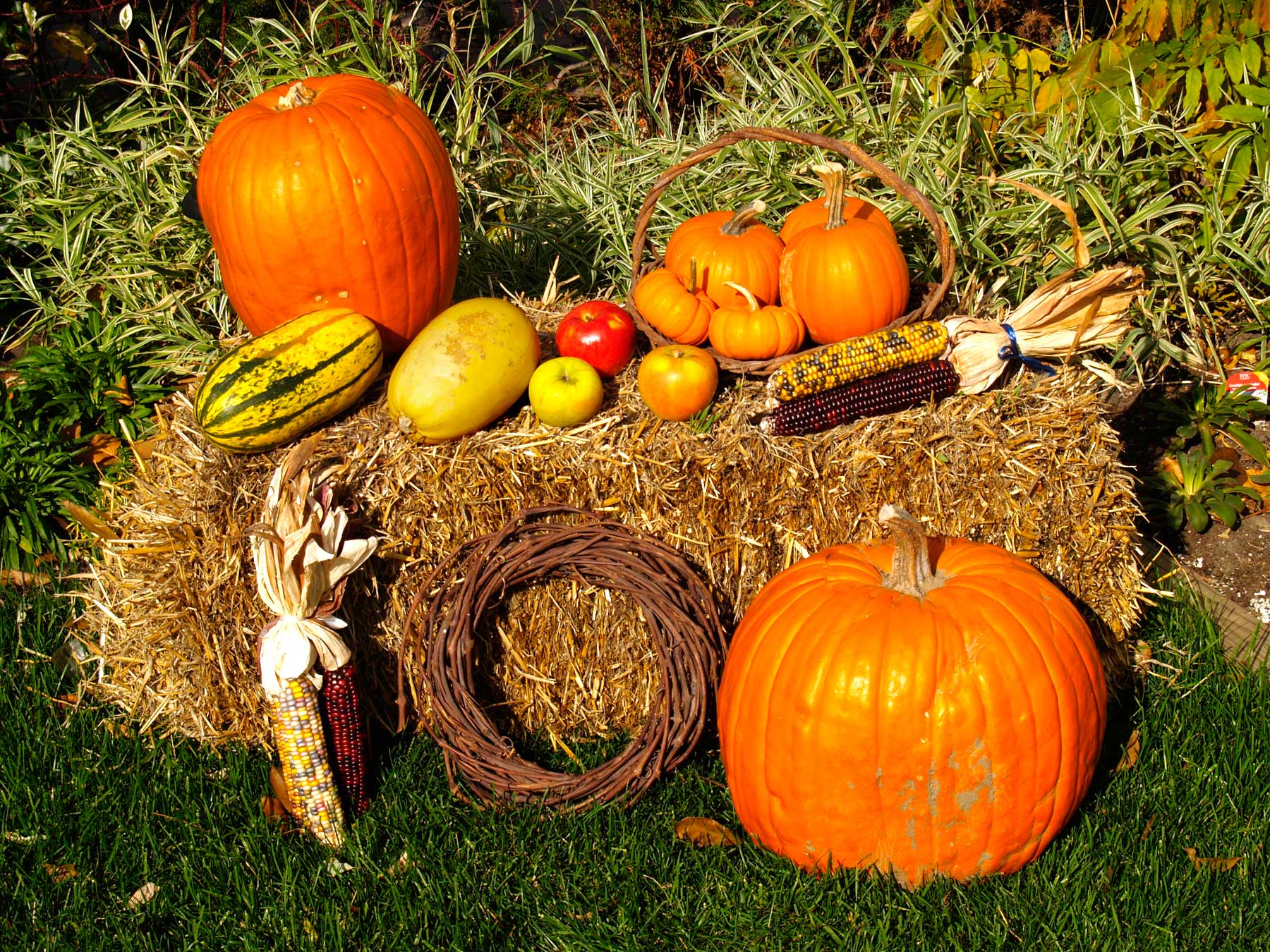 Thanksgiving harvest