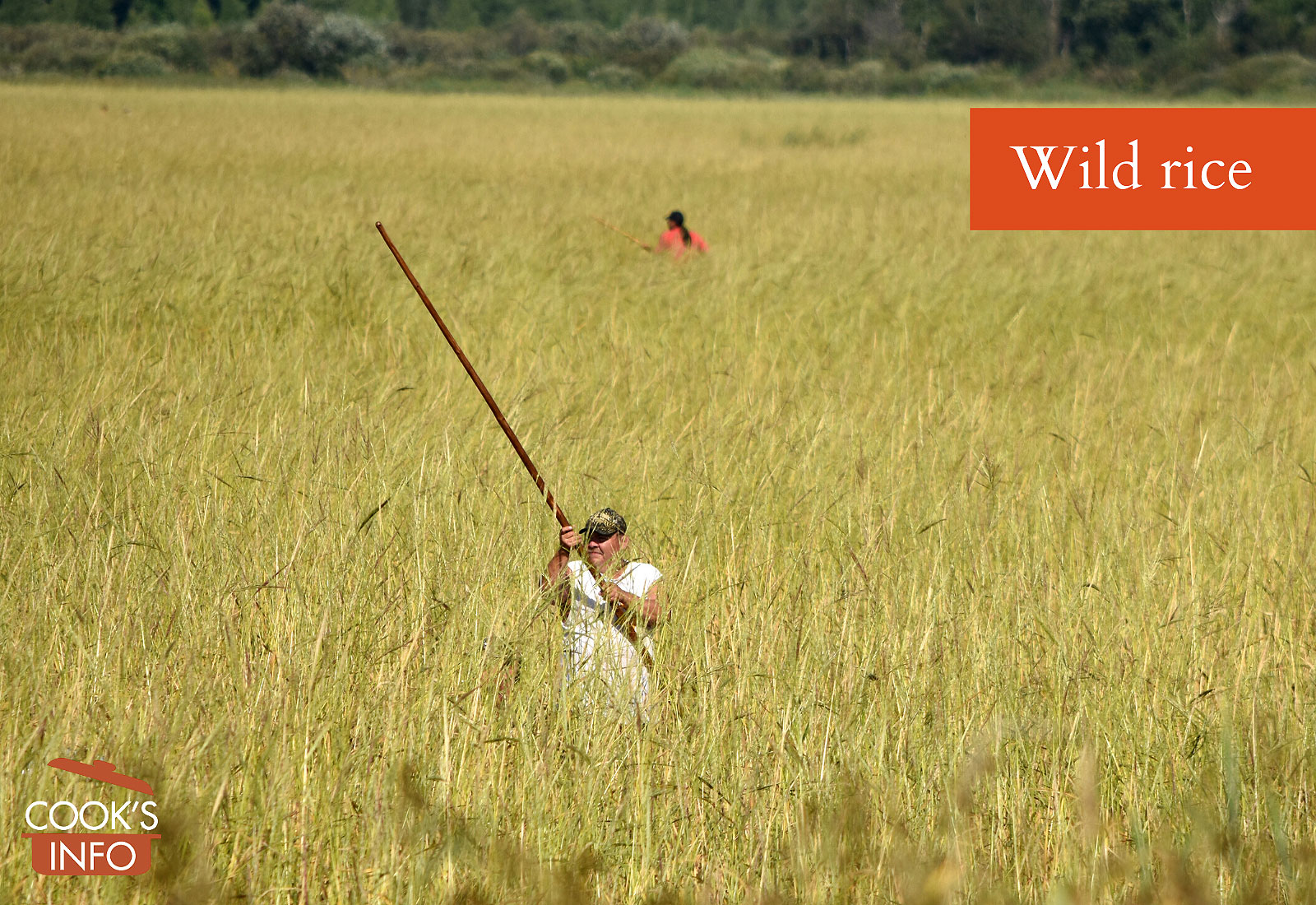 Wild rice harvest