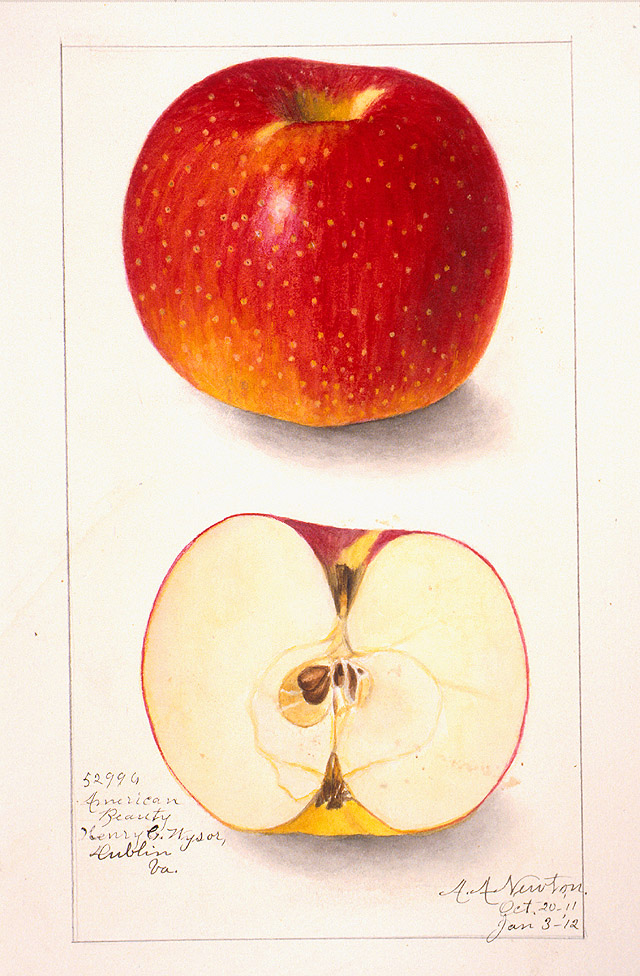 American Beauty Apples by Amanda A. Newton