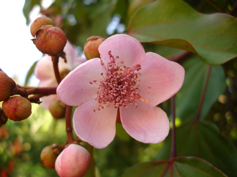 Pink annatto bush blossom