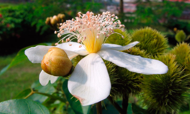 White annatto bush blossom