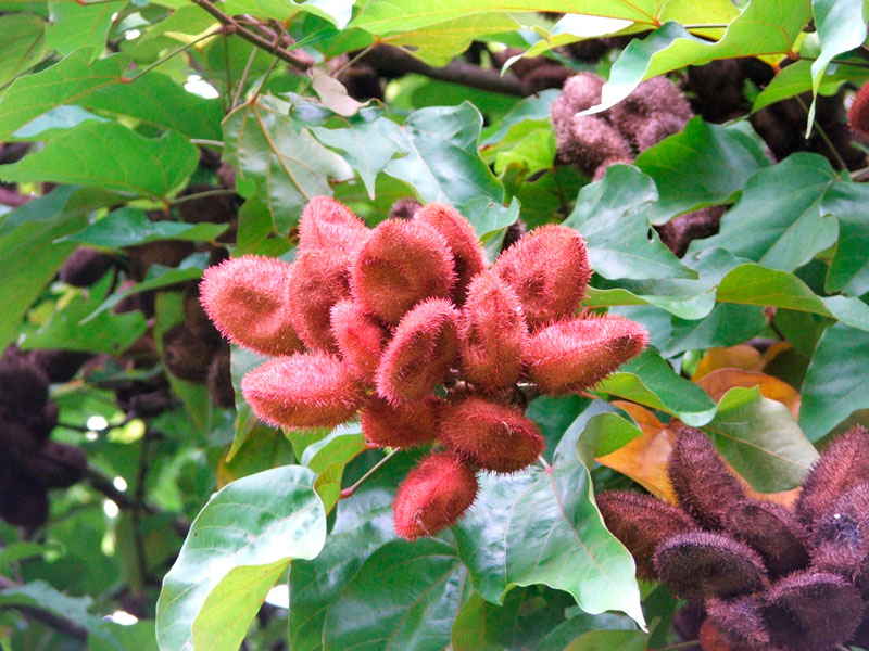 Ripe annatto seed pods