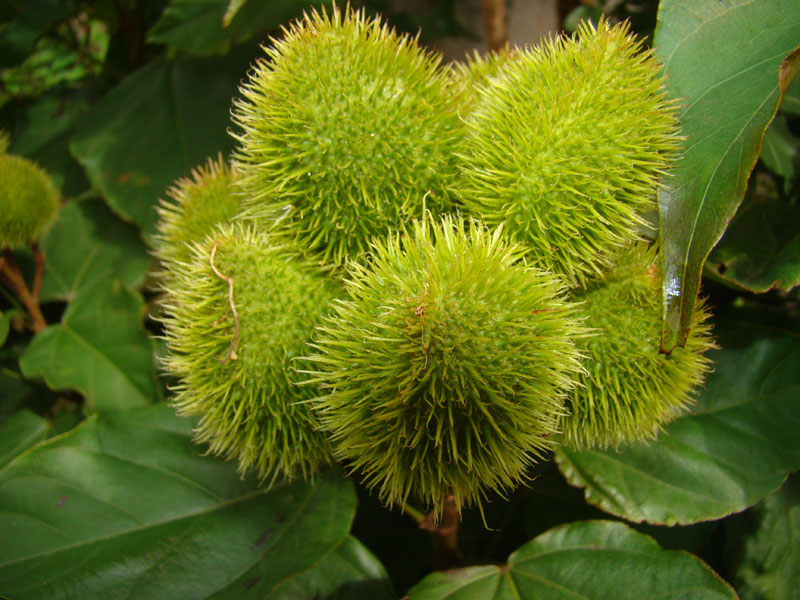 Unripe annatto seed pods