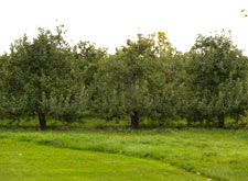 Apple Trees