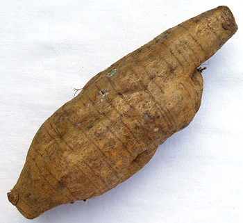 Arrowroot