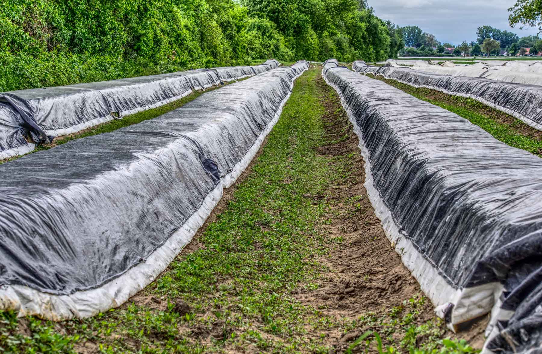 Asparagus being blanched in the field