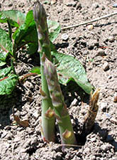 Asparagus growing