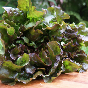 Batavia Red Lettuce