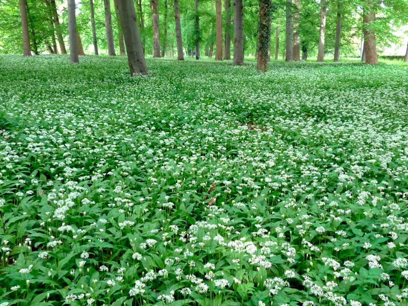 Field of wild garlic