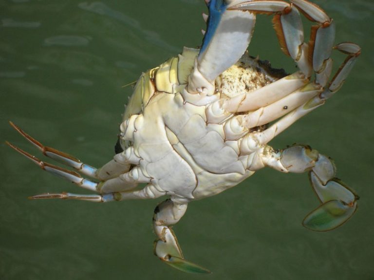Male Or Female Crab Has More Meat