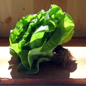 Hydroponically-grown Boston Lettuce