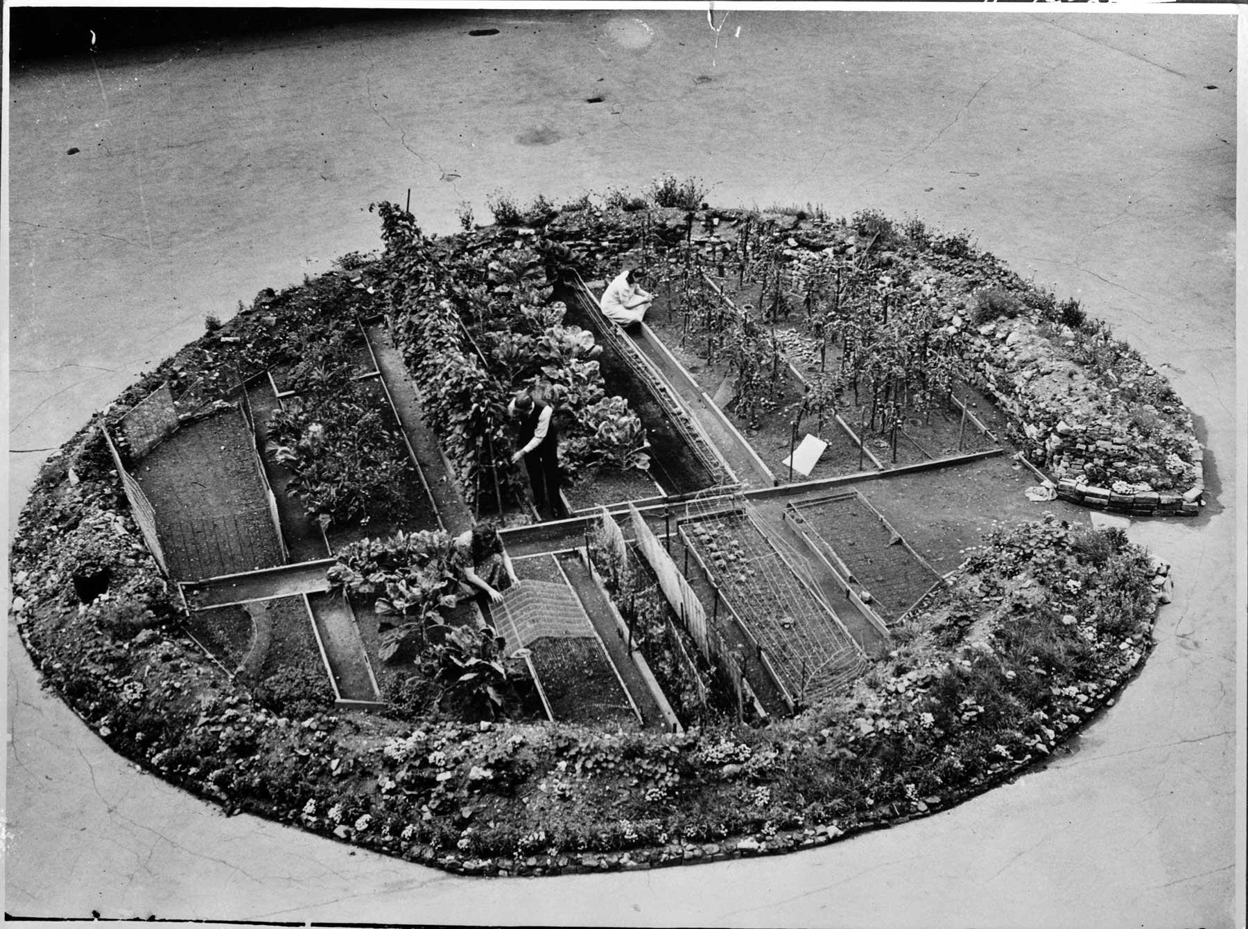 Victory garden planted in a bomb crater