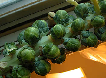 Brussels Sprouts on stalk