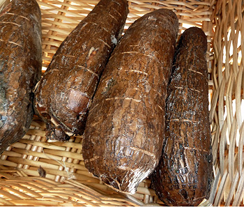 Cassava