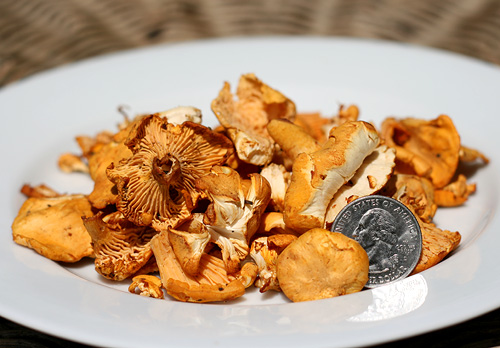 Chanterelle Mushrooms