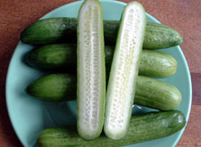 Pickling Cucumbers