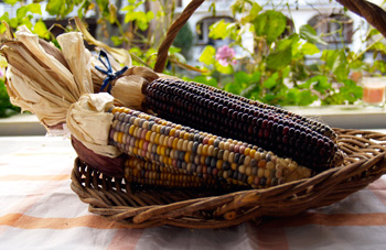 Flint Corn