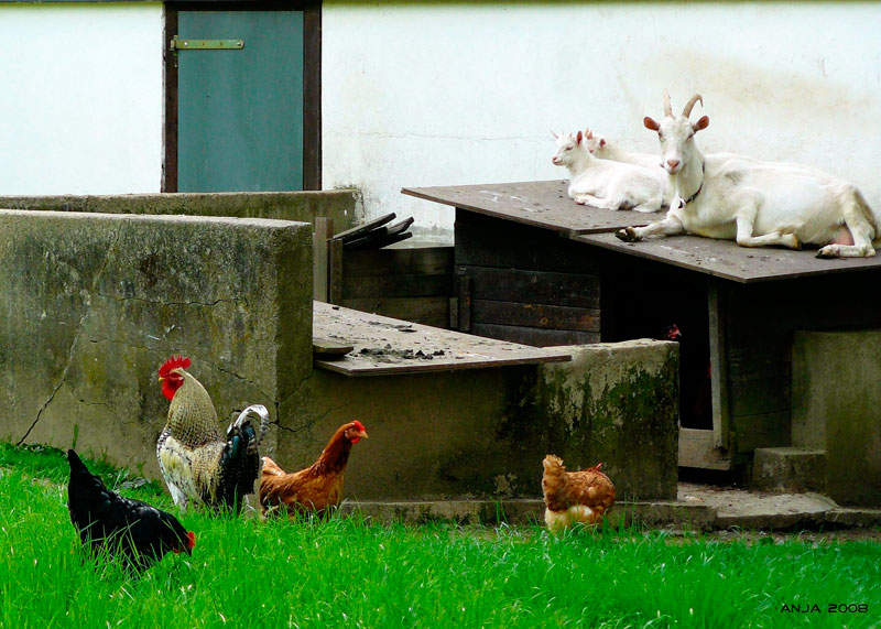 Free-range chickens