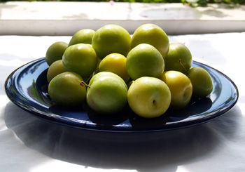 Greengage Plums