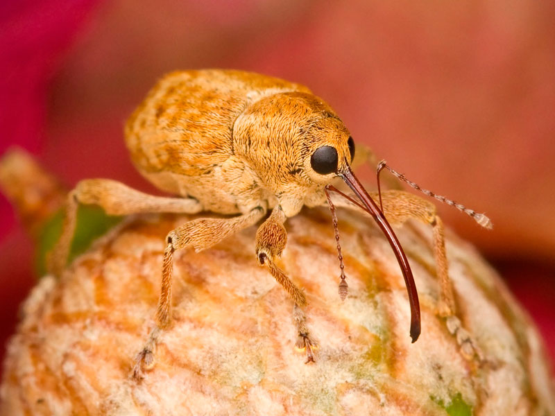 The hazelnut weevil (Curculio nucum)