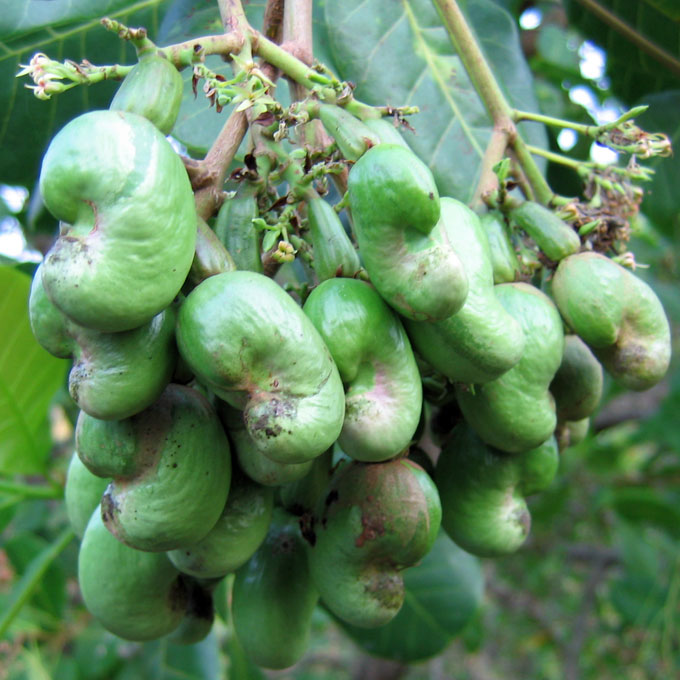 Immature cashews nuts