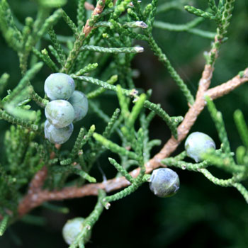 Juniper Berries