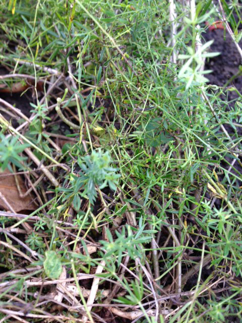 Lady's Bedstraw