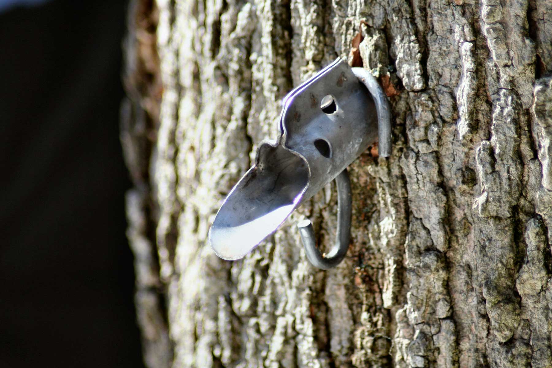 A maple syrup tap