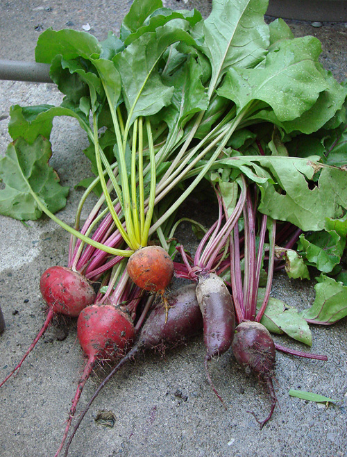 Mixed beets with beet leaves Mixed beets with beet leaves