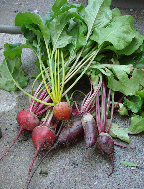 Mixed beets with beet leaves