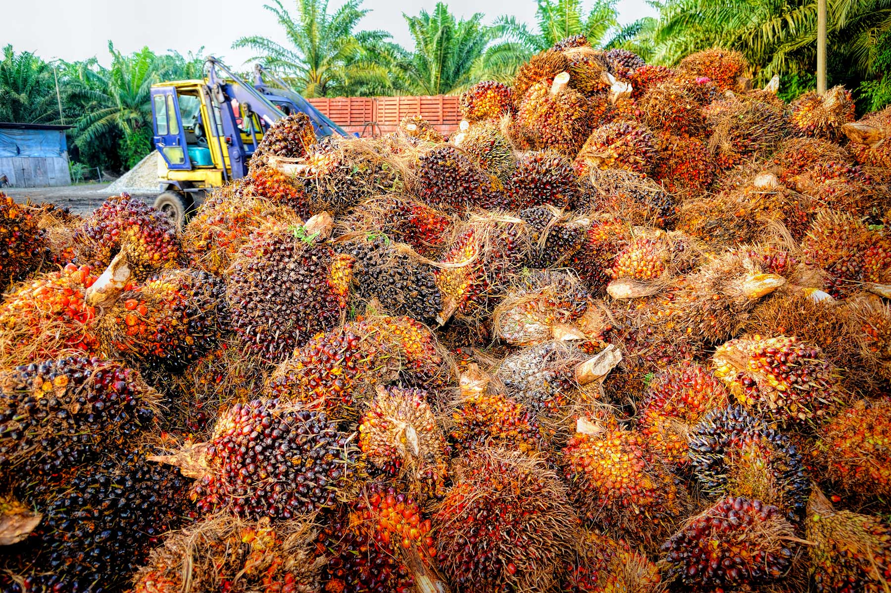 Harvested palm fruit bunches