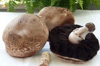 Portobello Mushrooms